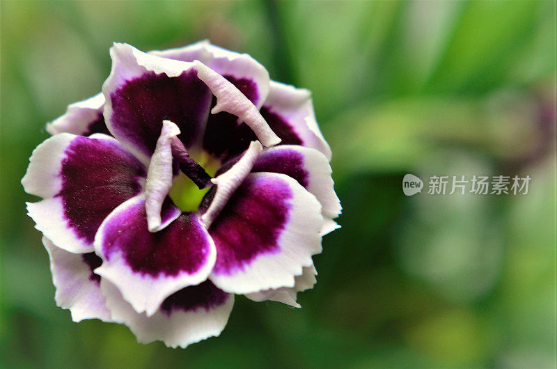 石竹(Dianthus chinensis)花的细节之美